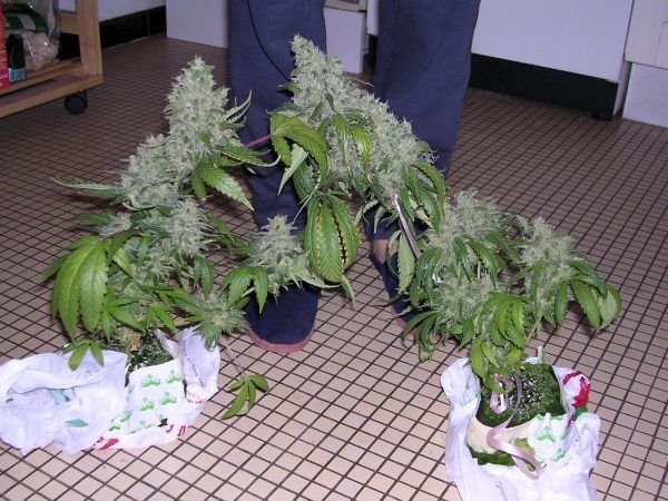 Magic Bud Magic Bud Paradise