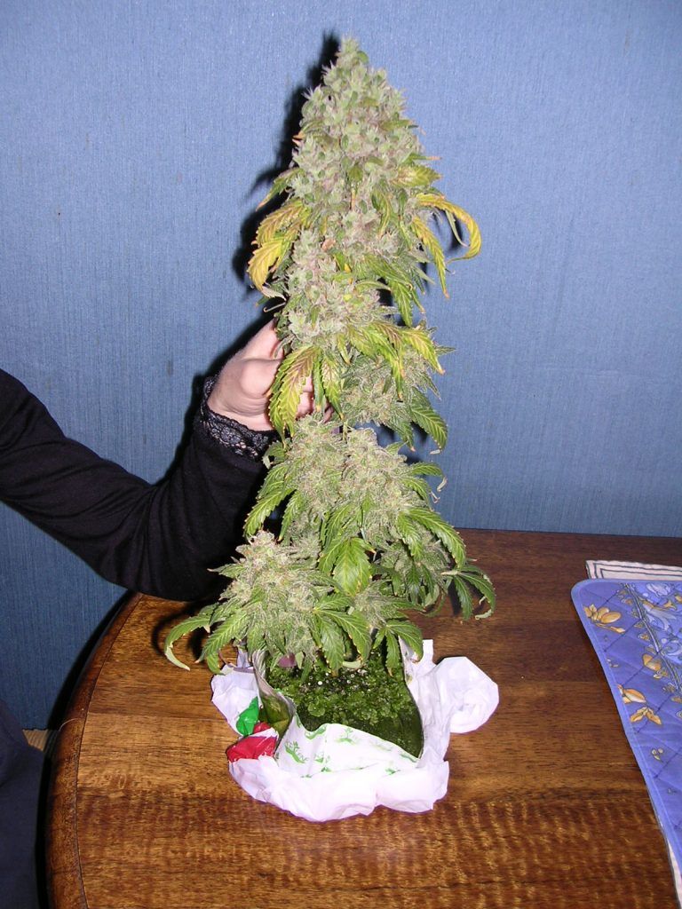 Un cogollo de Magic Bud excepcional, cultivado en el "microcultivo fácil y barato"