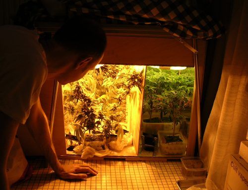 Microcultivo fácil y barato