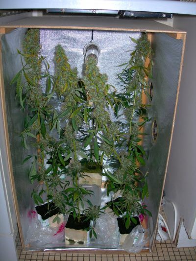 Minicultivo de marihuana Kali Mist Serious Seeds