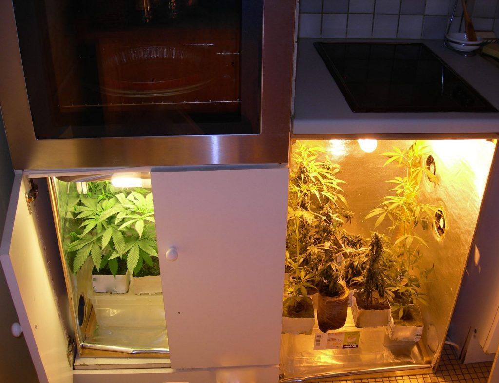 minicultivo marihuana