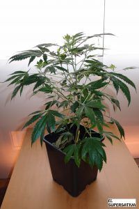 Chronic, esqueje puesto en floración hoy