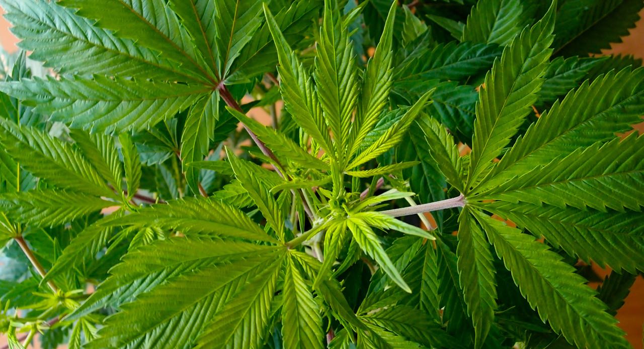 Principios de floración Chronic Serious Seeds