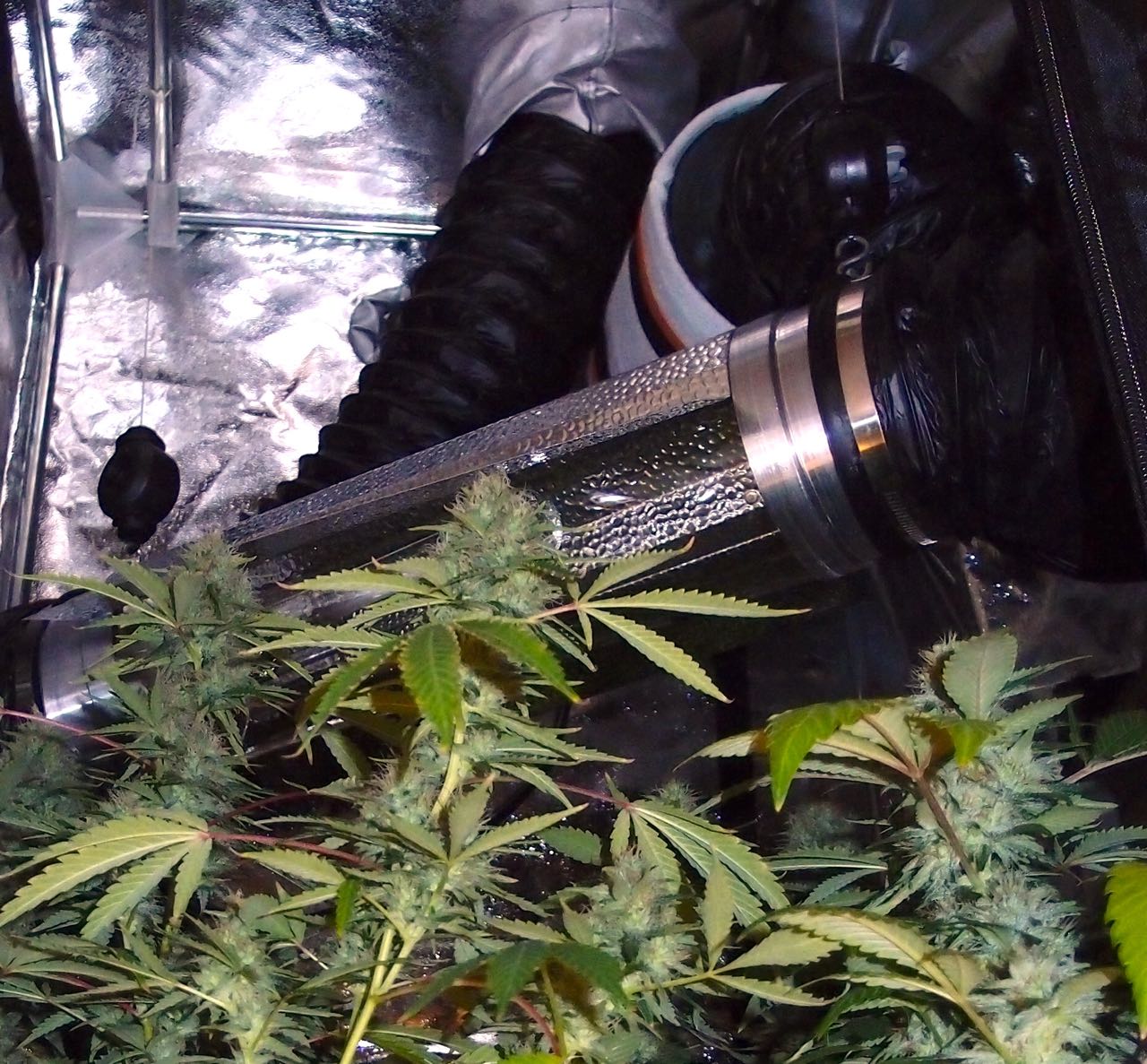 Cogollos con circuito extraccion