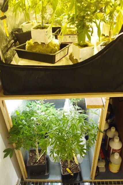 Arriba espacio de floración, abajo madres y esquejes