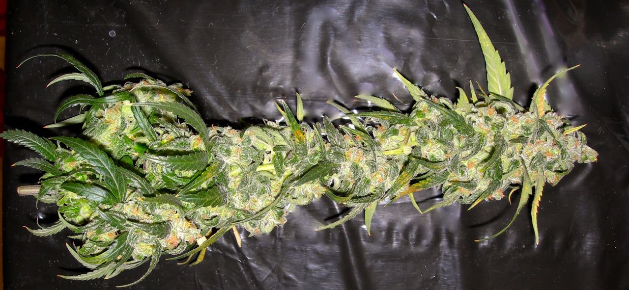 minicultivo de cannabis