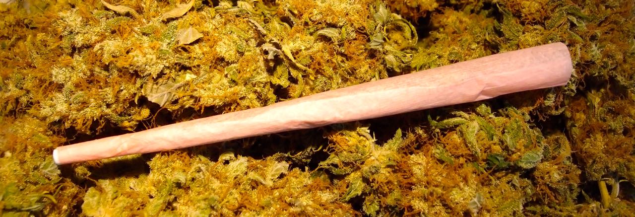 Porro rosado sobre hierba necesidades básicas