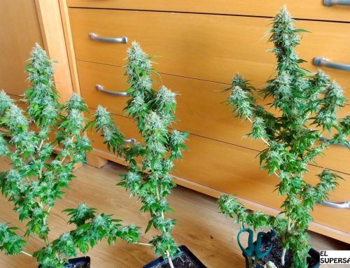 Durga Mata de Paradise Seeds, una índica clásica