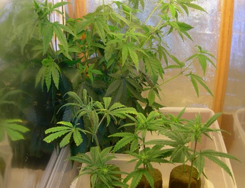 Espacio para plantas madres y esquejes en el microcultivo