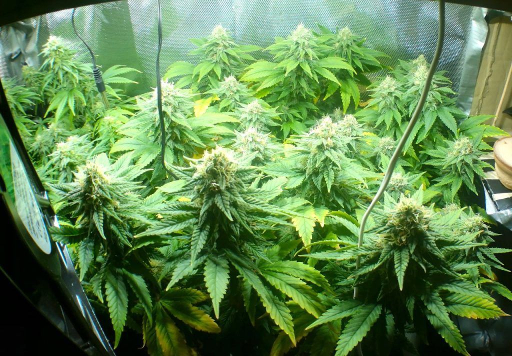 Cogollos madurando en el minibar microcultivo de ikmk3