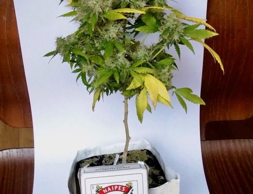 Cómo lograr plantas pequeñas para cultivar marihuana en espacios reducidos