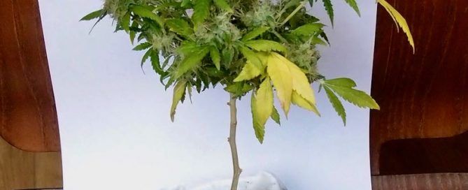 Miniplanta de marihuana