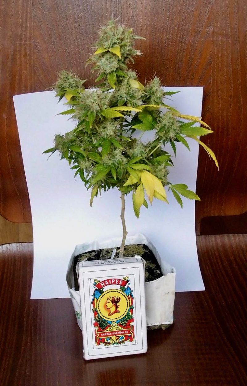 Miniplanta de marihuana