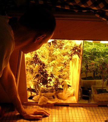 cultivo de marihuana