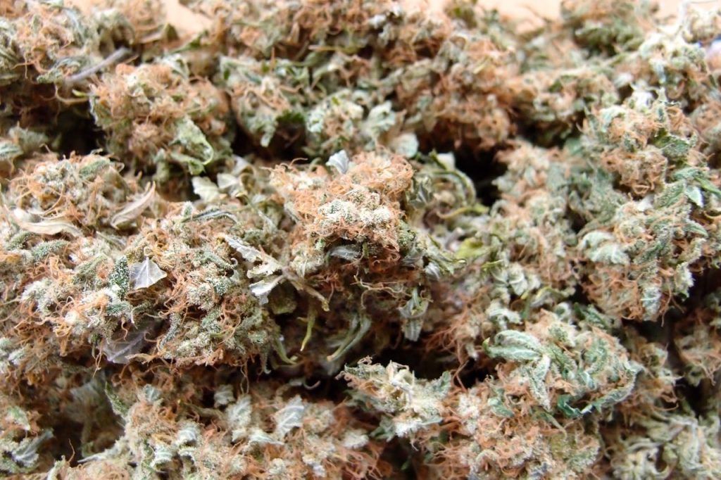 Chronic de Serious Seeds seca y curandose Chronic de Serious Seeds seca y curandose