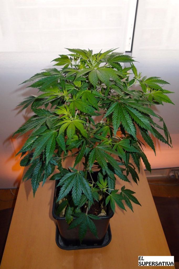 Chronic de Serious Seeds una semana de flora