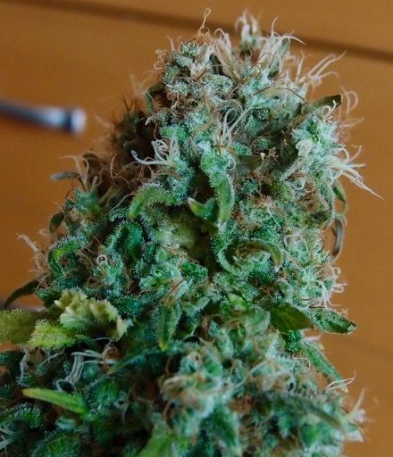 Chronic de Serious Seeds cogollo compacto