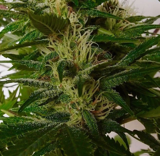 Chronic de Serious Seeds El Supersativa Chronic de Serious Seeds resinando