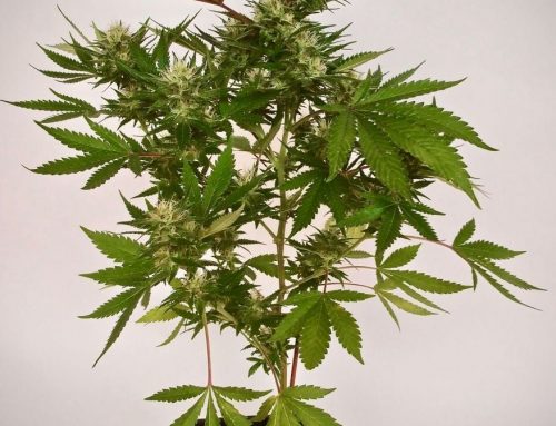 Chronic de Serious Seeds, productiva y potente
