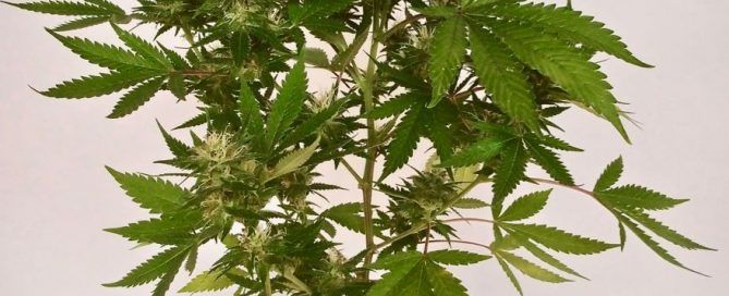 Chronic de Serious Seeds planta entera