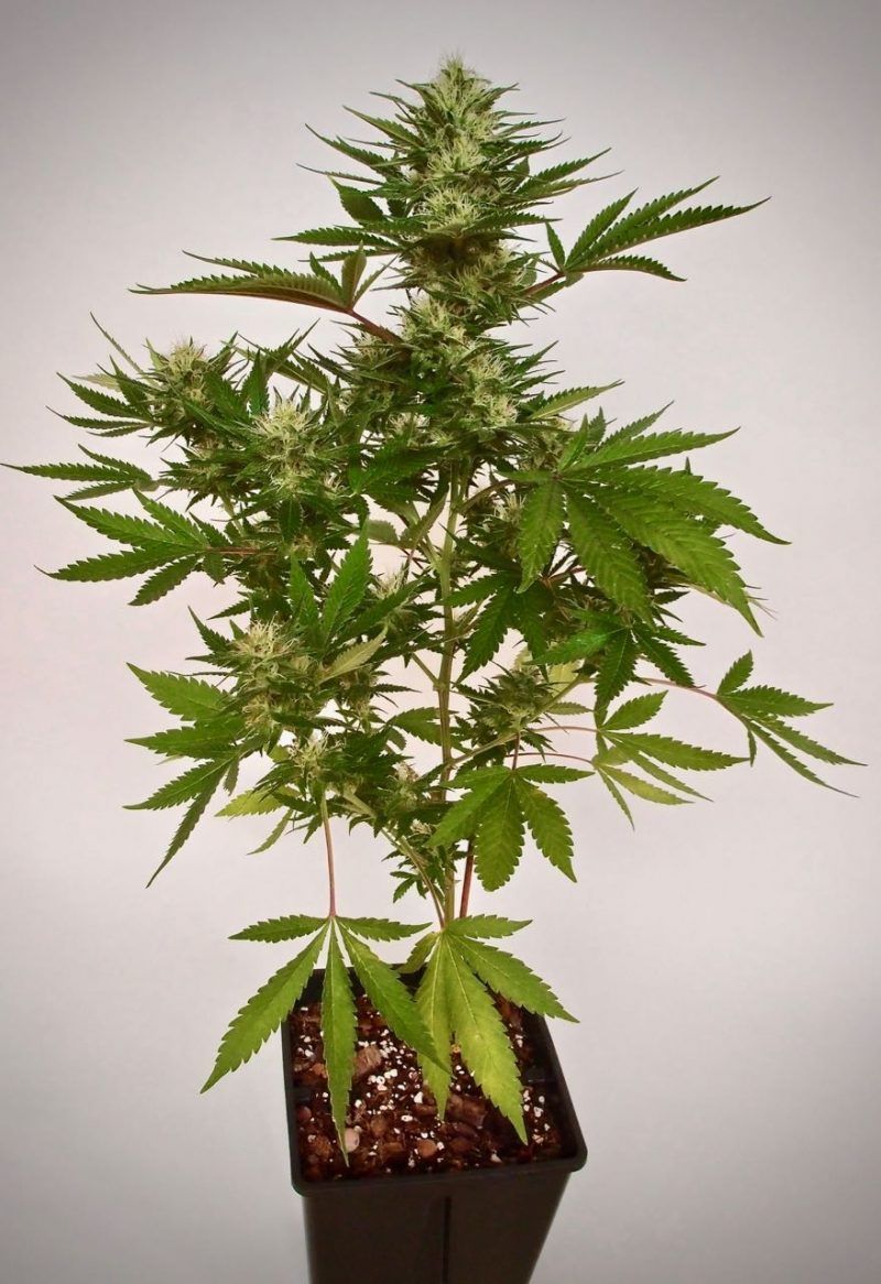 Chronic de Serious Seeds planta entera