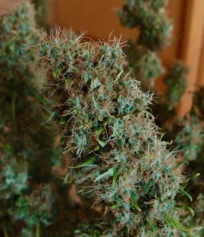 Cogollo de Ice Cream de Paradise Seeds