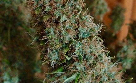 Cogollo de Ice Cream de Paradise Seeds
