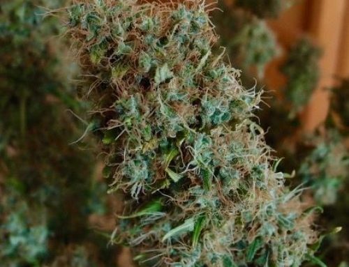 Ice Cream de Paradise Seeds – la planta que sienta bien