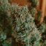 Cogollo de Ice Cream de Paradise Seeds