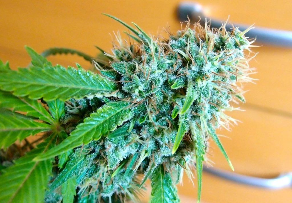 Ice Cream de Paradise Seeds Ice Cream de Paradise Seeds