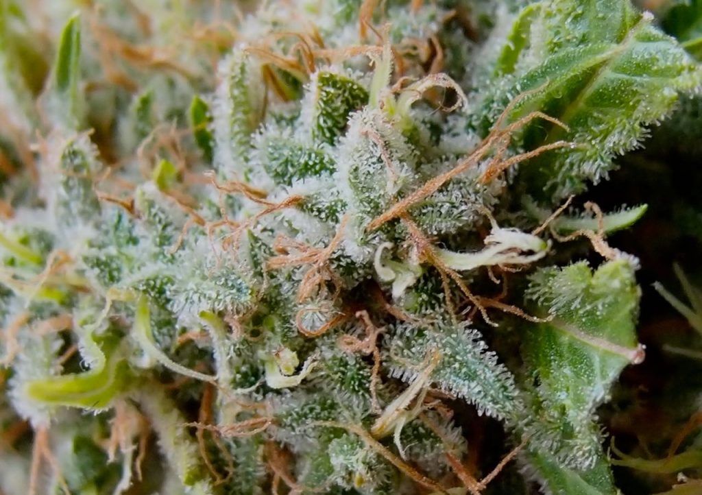 Resina Ice Cream de Paradise Seeds Resina Ice Cream de Paradise Seeds