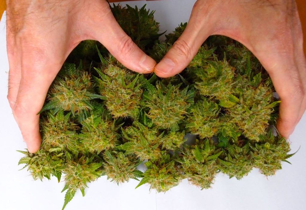 Ice Cream de Paradise Seeds recién cosechada Ice Cream de Paradise Seeds
